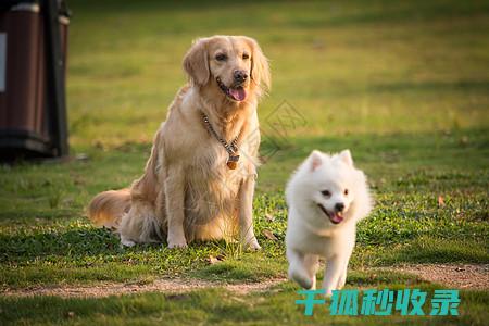 宠物家庭窗帘清洗周期：避免过度清洁导致损伤 (养猫的窗帘怎么办)