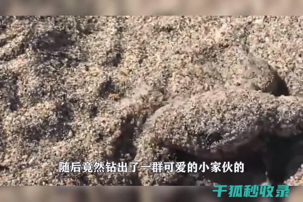 地倒设施与宠物节日庆典：欢庆宠物节日的活动 (倒置地形什么意思)
