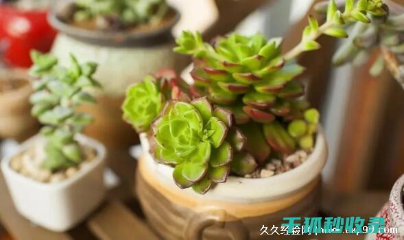 多肉植物养护秘籍：如何让叶片饱满水灵 (多肉植物养护方法)