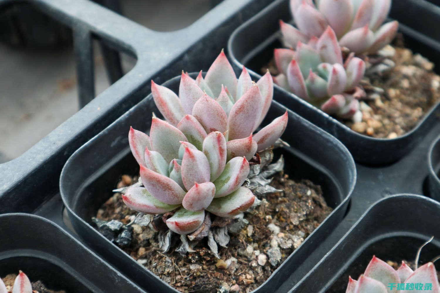 多肉植物养护指南：如何选择合适的土壤 (多肉植物养护技巧)