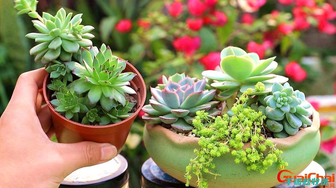 多肉植物养护全知道：如何选择合适的肥料 (多肉植物养护方法)