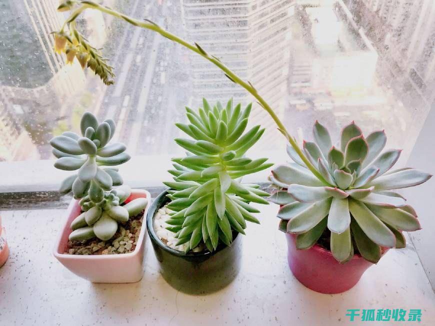 多肉植物养护秘方：让多肉植物叶片更加饱满 (多肉植物养护方法)