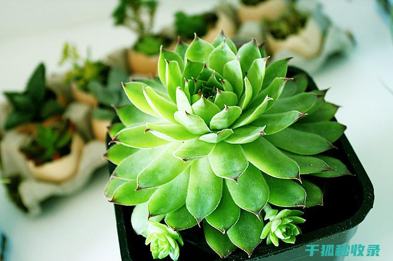 多肉植物养护秘方：让多肉植物快速适应新环境 (多肉植物养护方法)