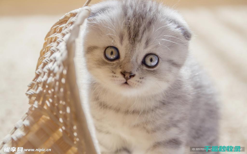 猫咪应激反应：从焦虑到攻击性的背后原因 (猫咪应激反应的表现)