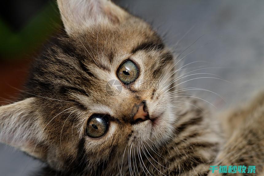 猫咪应激反应：从行为改变到身体症状的全面分析 (猫咪应激反应怎么缓解)