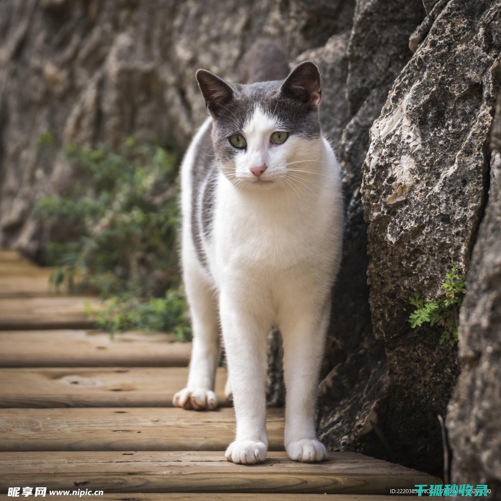 猫咪应激反应：如何通过改变日常习惯来缓解 (猫咪应激反应的表现)