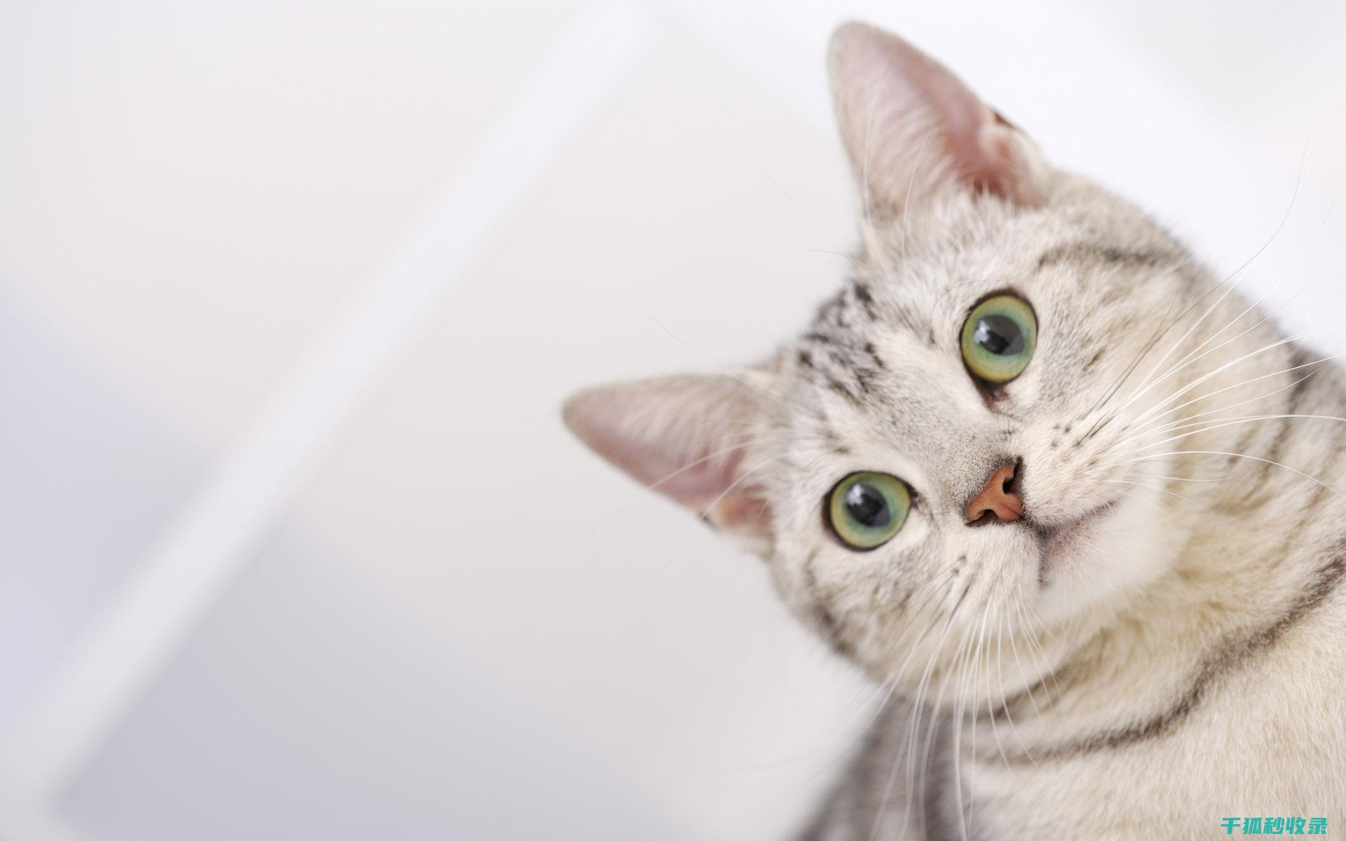 猫咪应激反应：如何通过记录日志跟踪变化 (猫咪应激反应怎么缓解)