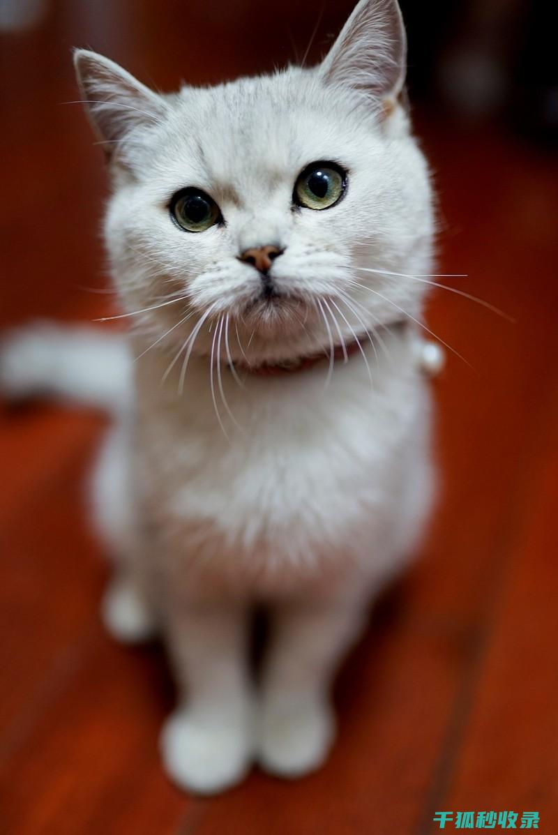 猫咪应激反应：如何通过更换猫粮品牌减轻焦虑 (猫咪应激反应怎么缓解)