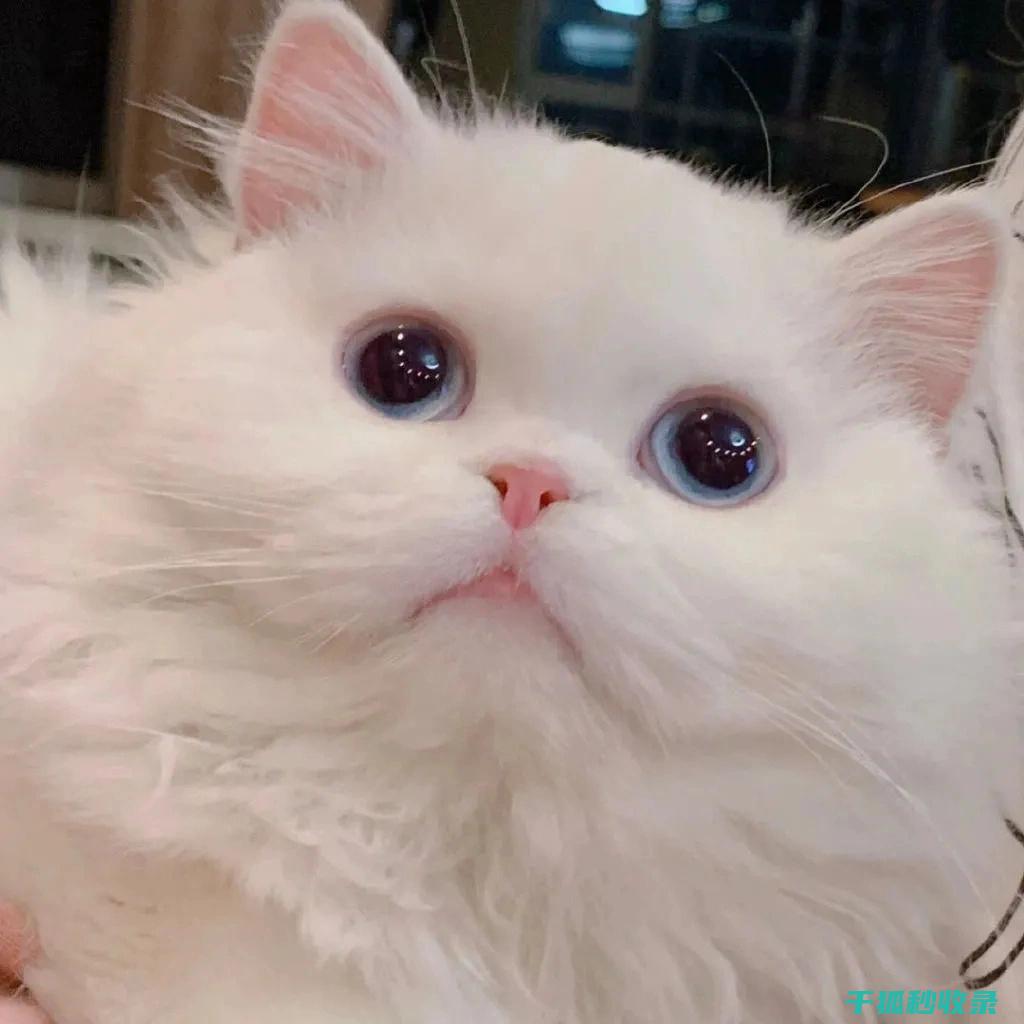 猫咪应激反应：如何通过更换猫砂盆大小减少不安 (猫咪应激反应怎么缓解)