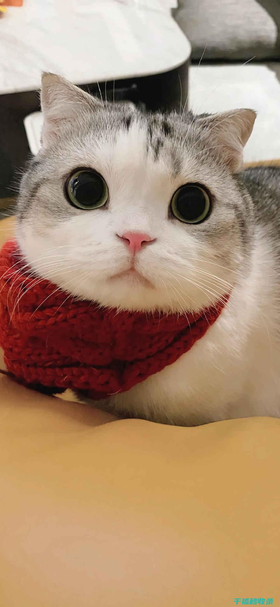 猫咪应激反应：如何通过更换猫粮品牌减轻焦虑 (猫咪应激反应的表现)