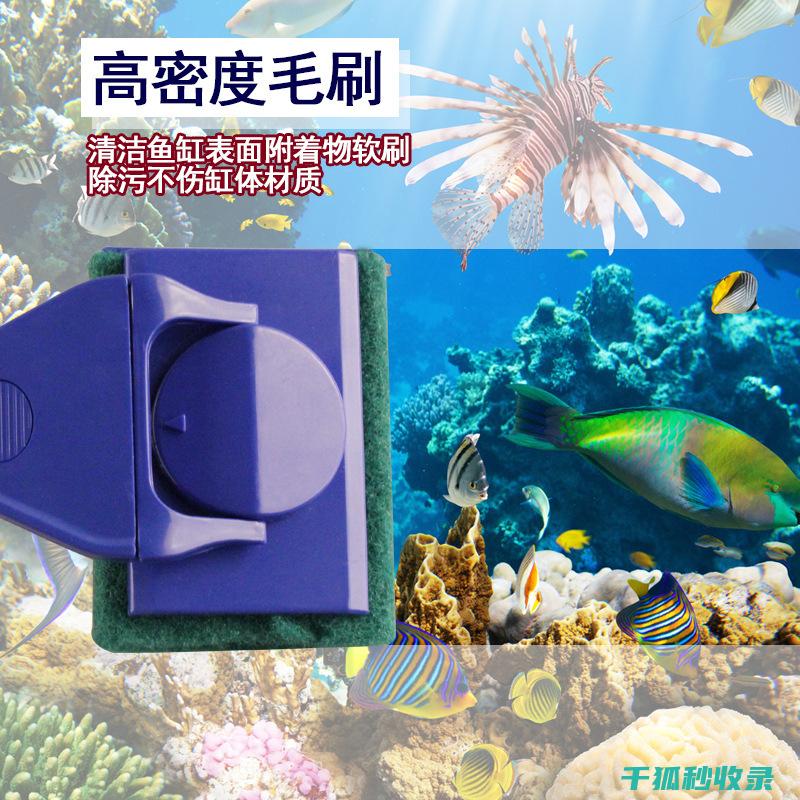 水族箱清洁指南：每周清洁要点与技巧 (水族箱清洁指标是什么)