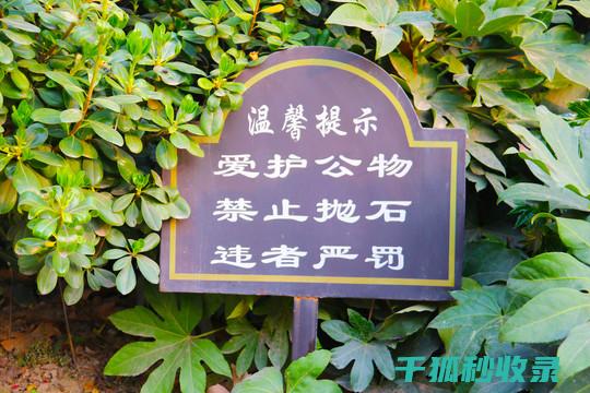 水草爱好者必看：水族箱清洁的全面解析 (水草爱好者必须养鱼吗)