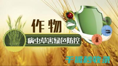 植物病虫害防治：如何通过合理的化学防治系统降低病虫害风险 (植物病虫害防治考试题及答案)