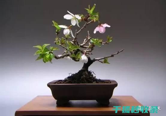 盆栽土壤配比：新手入门：如何为植物选择合适的土壤 (盆栽土壤配比方法)