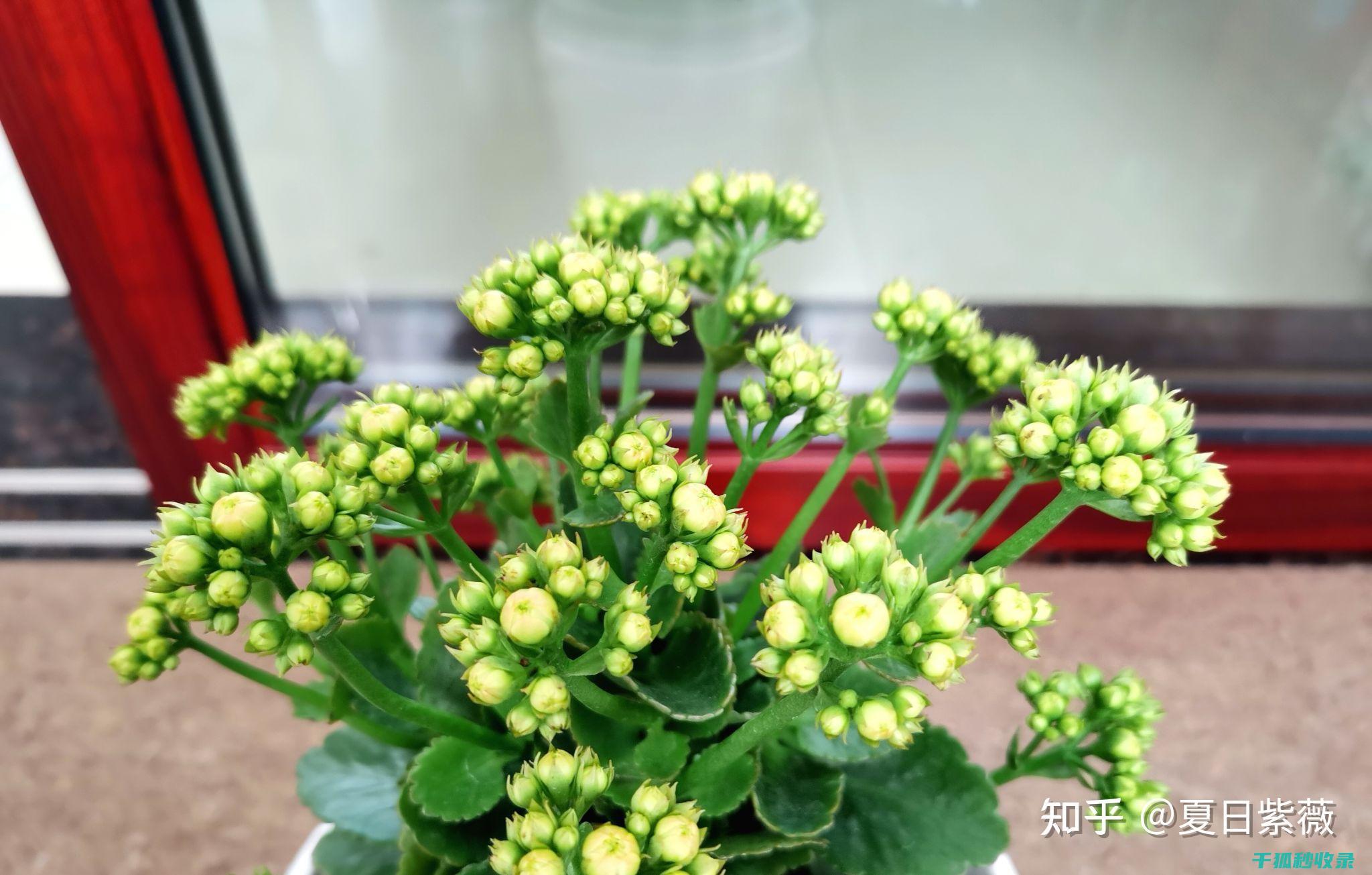 延长鲜花寿命的九大绝招：你必须知道的保鲜秘方 (延长鲜花寿命的7种方法是什么)