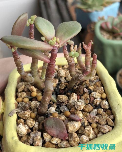 植物叶片光亮的科学探究：从微观结构到宏观表现 (植物叶片光亮剂)