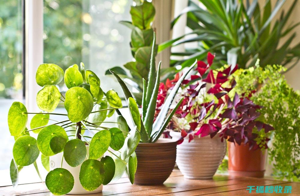 植物叶片光亮：光合作用与植物健康的紧密联系 (植物叶片光亮剂配方)