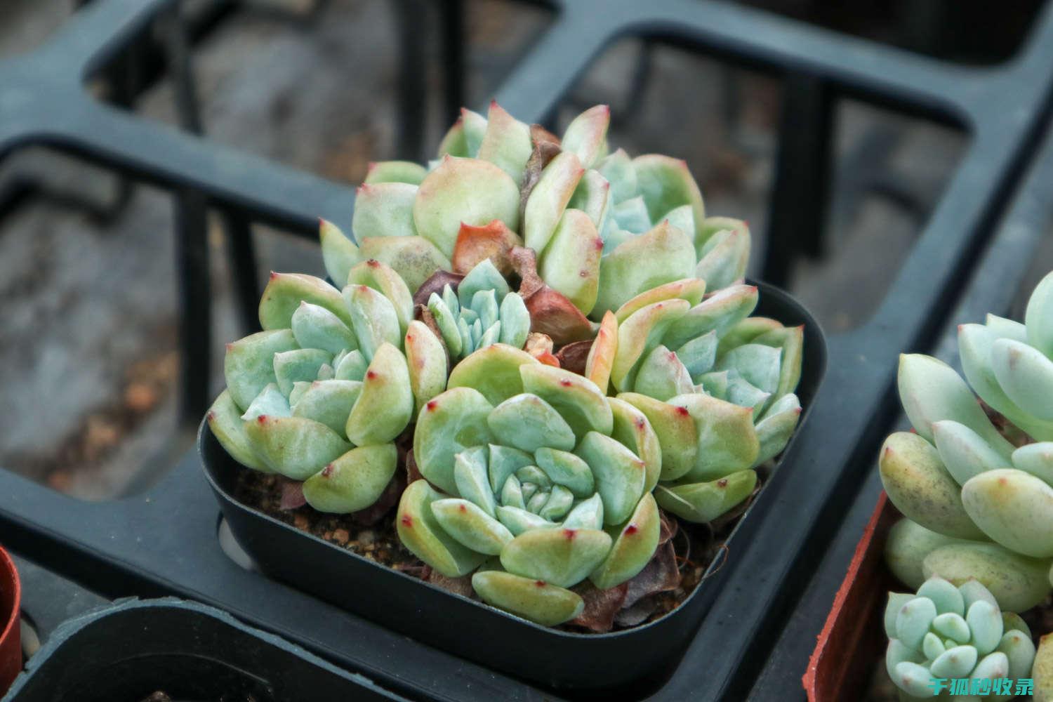 多肉植物养护全技巧：光照、水分与肥料的综合运用 (多肉植物养护方法)