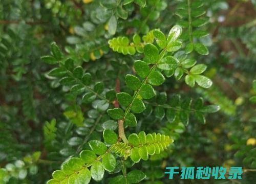 驱蚊植物的种植与维护：让它们成为您家中的防蚊卫士 (驱蚊植物的种类)