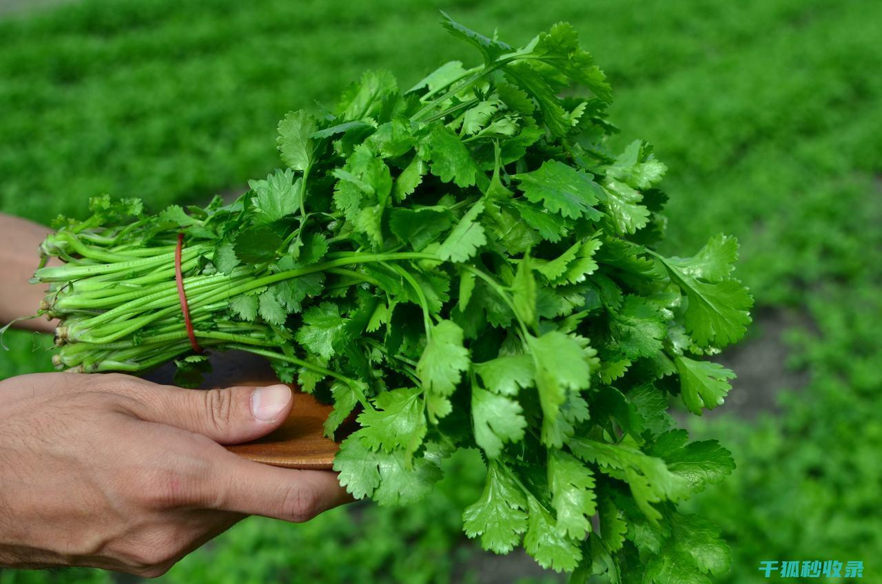 不想香菜坏掉？这个保存技巧超实用！ (不想香菜坏掉的句子)