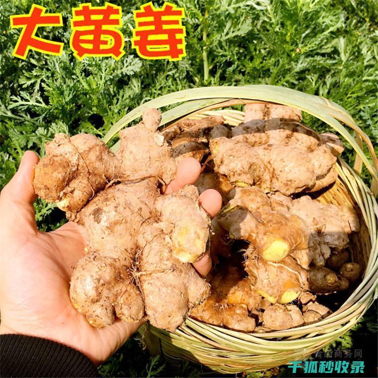 生姜保存全攻略：让你的生姜持久新鲜 (生姜保存原来如此简单)