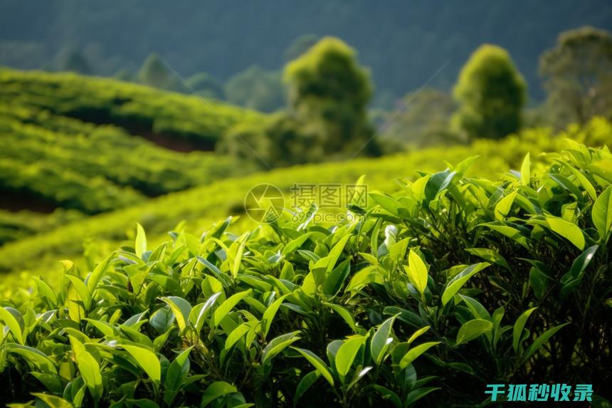 茶叶保存误区解析：教你正确保存茶叶 (茶叶保存误区分析)