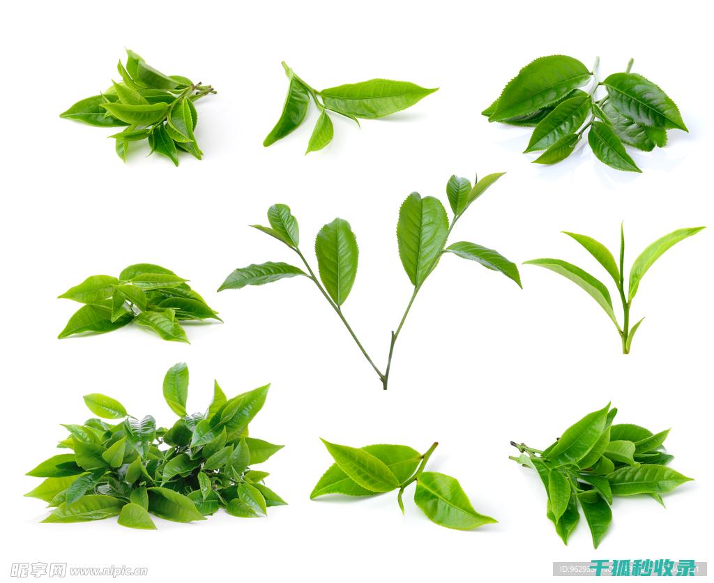 茶叶保存全知道：让你的茶叶始终保持最佳状态 (茶叶的保存)