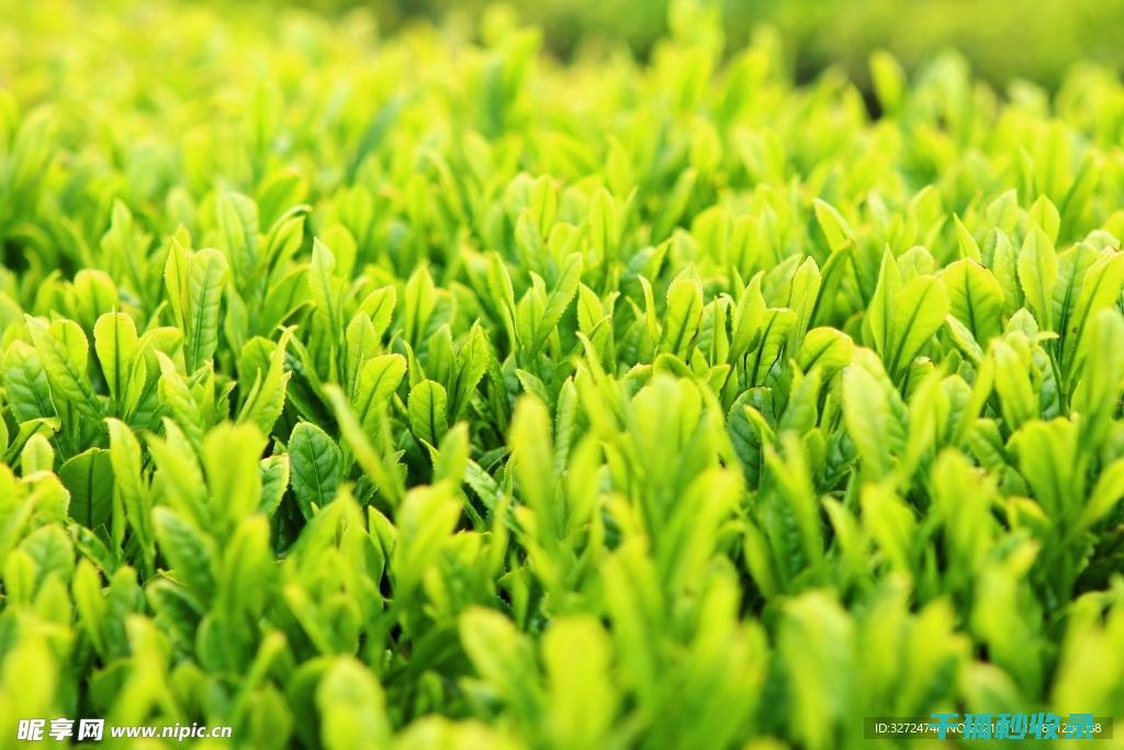 茶叶保存方法：如何让茶叶保持最佳风味 (茶叶储存方法)